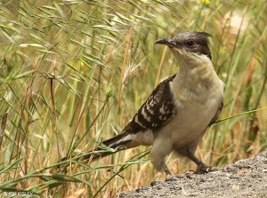 The Great Spotted Cuckoo Available from: http://ibc.lynxeds.com/photo/great-spotted-cuckoo-clamator-glandarius/ground