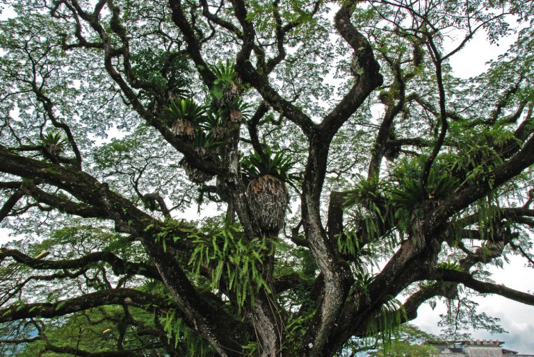 Effects of Epiphytes on the Health of Rainforests – Salmon in the Tree